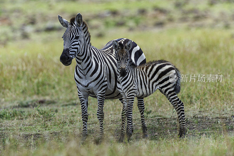 格兰特斑马(Equus quagga boehmi)是平原斑马的七个亚种中最小的。这个亚种代表了塞伦盖蒂-马拉生态系统的斑马形态。肯尼亚马赛马拉国家保护区。母鲸和幼鲸。